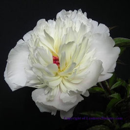 Paeonia lactiflora ‘Solange’