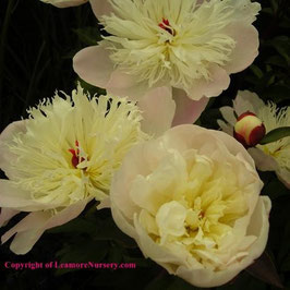 Paeonia lactiflora ‘Immaculée’