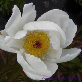 Paeonia lactiflora ‘White Wings