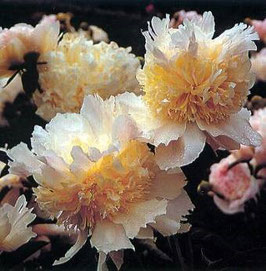 Paeonia lactiflora ‘Top Brass'