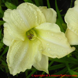 Hemerocallis 'White Temptation'