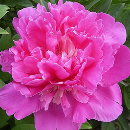 Paeonia ‘Amabilis’