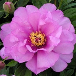 Paeonia ‘First Arrival’