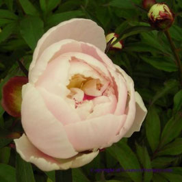 Paeonia lactiflora ‘Shirley Temple’