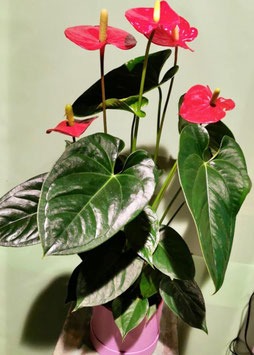 Anturio Tropical