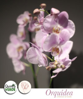 Orquídeas en cerámica