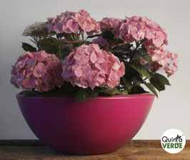 Hortensias