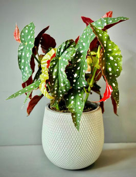 BEGONIA MACULATA