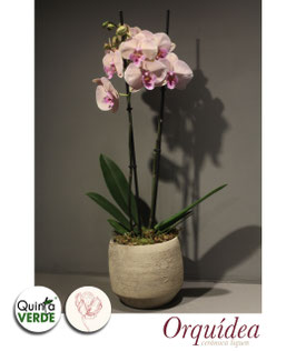 Orquídeas de colección