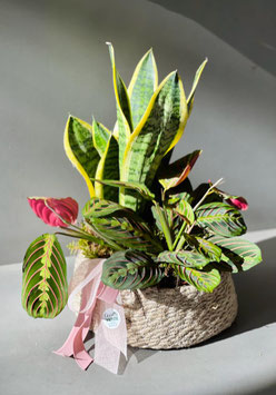 CANASTO DE PLANTAS