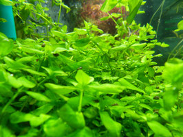 Bacopa australis (ShrimpfarmFFM)