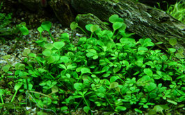 In Vitro Marsilea hirsuta