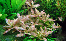 Hygrophila polysperma (rosanervig)