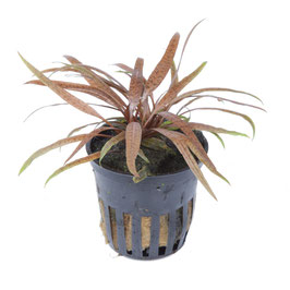 Cryptocoryne albida 'Brown'