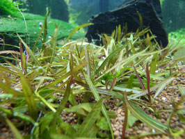 Hygrophila lancea "Araguaia" (ShrimpfarmFFM)