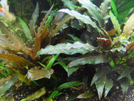 Cryptocoryne undulata "broad leaf" (Shrimpfarm-FFM)