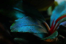 Bucephalandra sp. blue sordidula