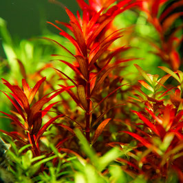 Tropica in Vitro Rotala blood red