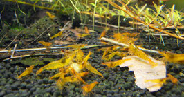 Tangerine Tiger Garnele Goldene Tiger Garnele
