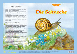 Kamishibai Bildkarten Die Schnecke