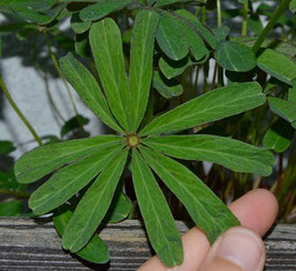 Oxalis lasiandra Pflanze