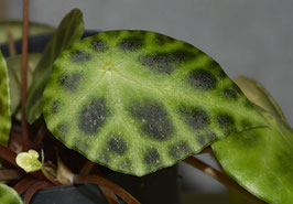 Begonia kingiana - 20 Samen