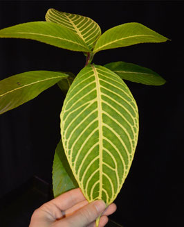 Sanchezia speciosa cutting