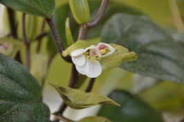 Begonia poculifera - 20 Samen