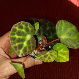Begonia sp. trang - turtle - Pflanze