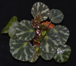 Begonia beijnenii (gironellae) - Pflanze