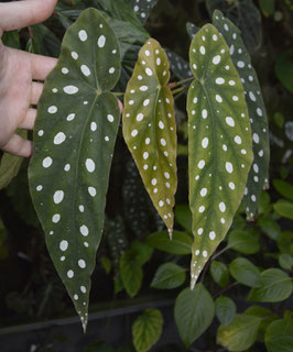 Begonia maculata wightii Steckling