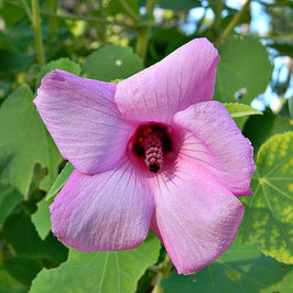 Hibiscus furcellatus - Rarität aus Hawaii  - Pflanze