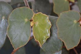 Begonia epipsila - 20 Samen