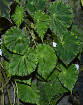 Begonia mazae var. viridis - 20 Samen