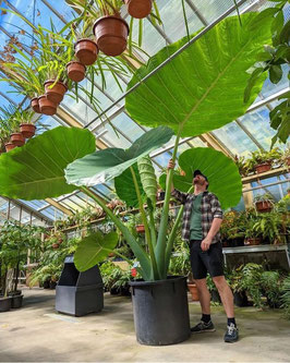 Leucocasia gigantea `Laosy Giant`- Jungpflanze