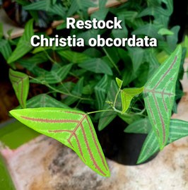 Christia sp. obcordata Pflanze