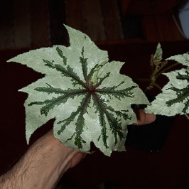 Begonia Anita Pflanze - extrem selten