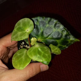 Begonia kingiana Pflanze