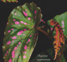 Begonia negrosensis - Pflanze