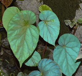 Begonia pavonina - 20 Samen