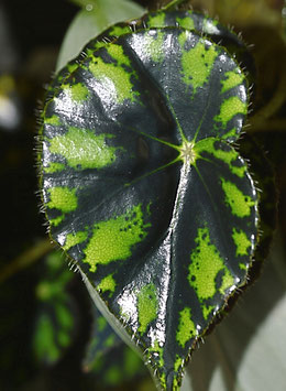 Begonia mazae - 20 Samen