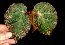 Begonia Midnight Sun - variegata - panaschiert - Steckling