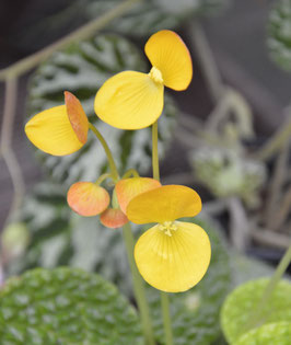 Begonia microsperma - Pflanze