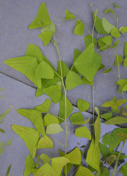 Christia vespertilionis green - 5 Samen