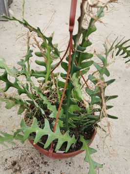 Selenicereus anthonyanus