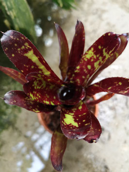 Neoregelia dungsiana x "Midnight"