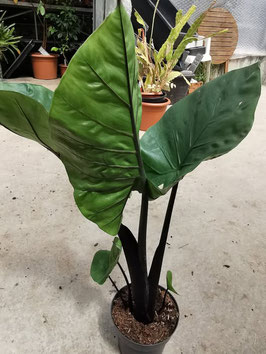 Alocasia macrorrhizos "Black Stem"