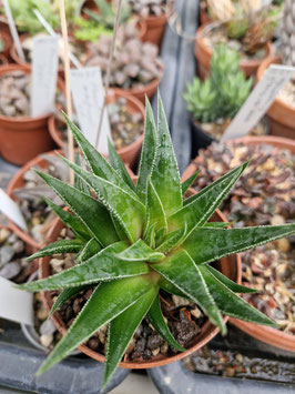 Haworthia herbacea