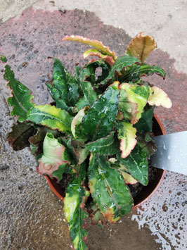 Euphorbia francoisii Hybride variegata