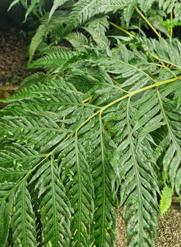 Woodwardia unigemmata
